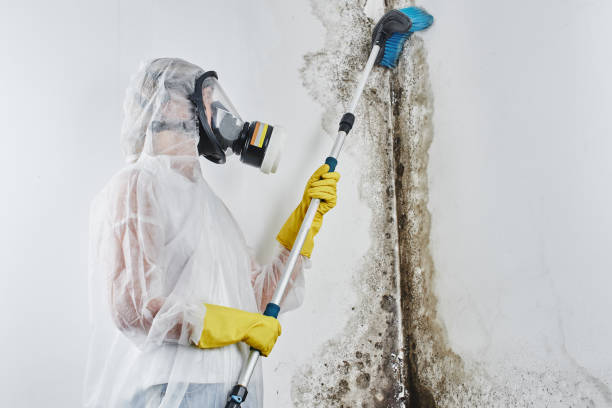 Biohazard Mold Removal in South Fulton, GA