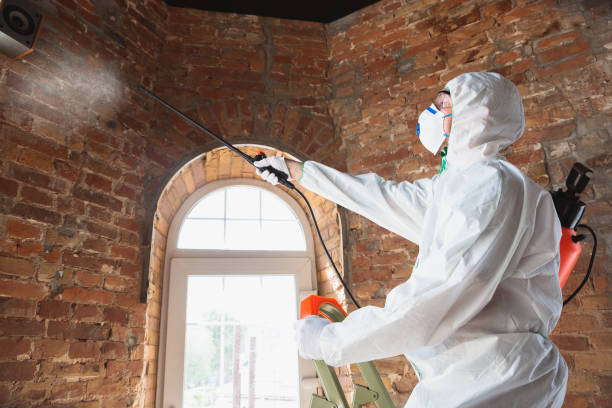 Why You Should Choose Our Mold Remediation Services in South Fulton, GA